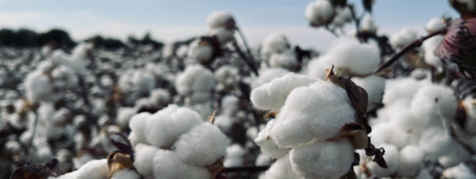 NTG24 - Baumwolle bricht nach oben aus – Wisdom Tree Cotton ETC interessant