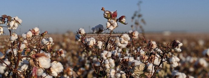 NTG24 - Preis für Baumwolle bebt – Wisdom Tree Cotton ETF mit Chancen