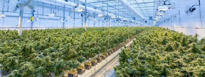 Tilray enttäuscht mit Zahlen und ein kleiner Höhenflug an der Börse wird da schnell wieder kassiert - Newsbeitrag