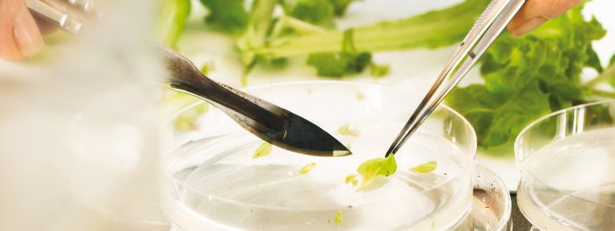 Zürcher Börsenbriefe - BASF gliedert Slow Growth Geschäft aus
